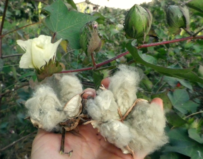 How do you plant cotton seeds