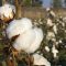 How to Grow a Cotton Plant from Seed