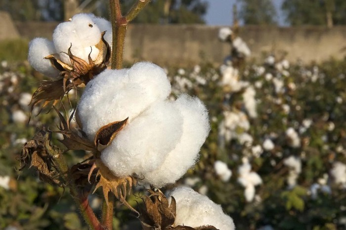 How to grow a cotton plant from seed