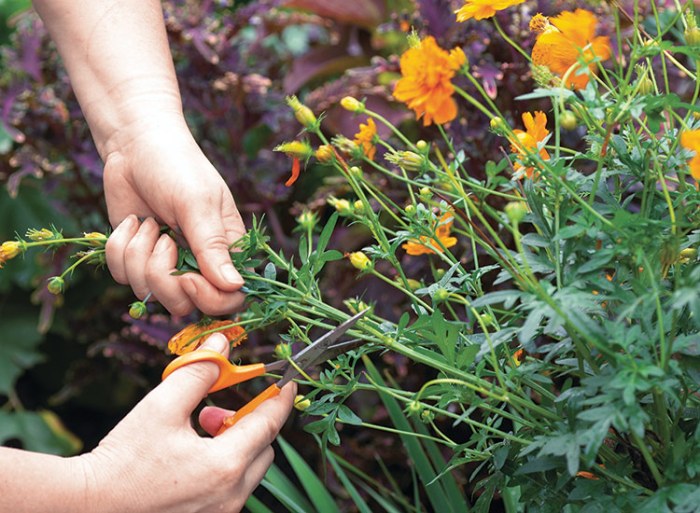 How do you plant cosmos seeds