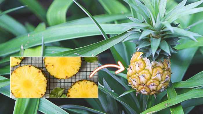 Pineapple seeds plant grow pineapples fruit growing trees fruits