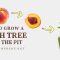 How to Plant a Plum Tree From Seed