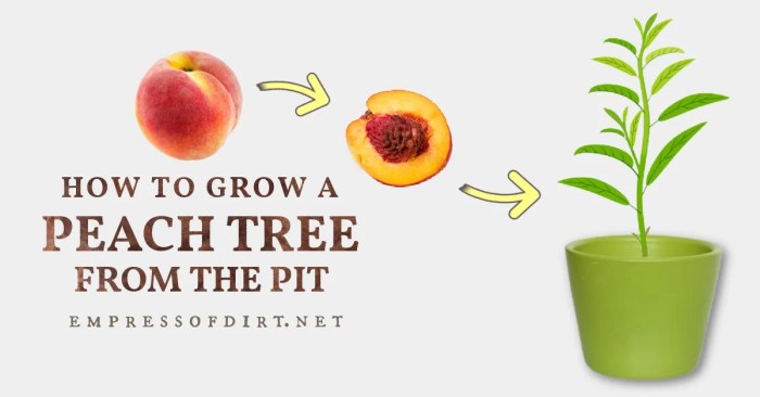 How to plant a plum tree from seed