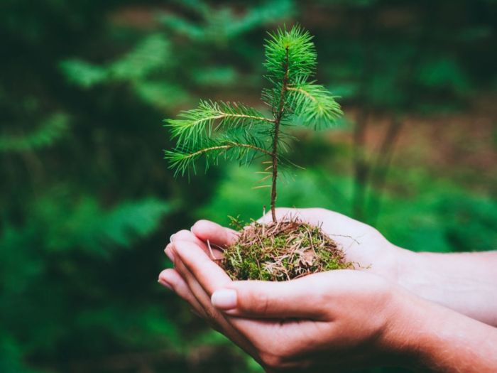 How to plant pine tree seeds