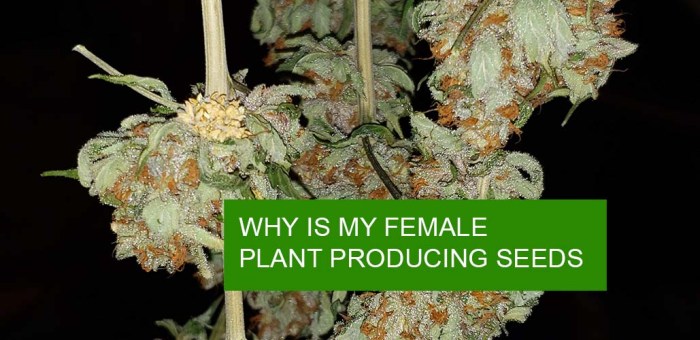 Seeds female plant producing soma marijuana style pollen females usually form do not