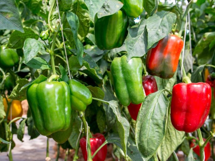 How to plant green bell pepper seeds