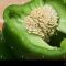 How to Plant Green Bell Pepper Seeds