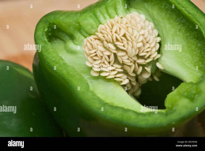 How to plant green bell pepper seeds