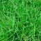 When to Plant Bermuda Grass Seed in Texas