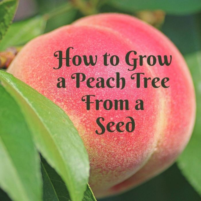 Peach seed plant seeds starting eco garden trees own fruits companions vegetables ornamental herbs gardens