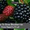 How to Plant Blackberries from Seed