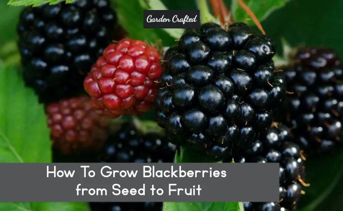 How to plant blackberries from seed