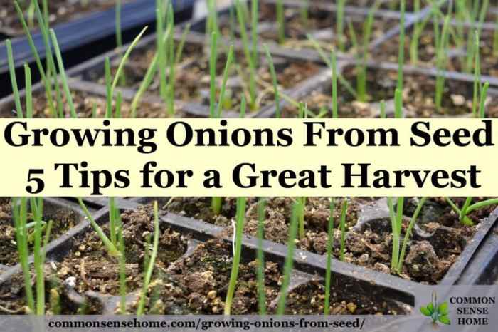 How to plant seed onions