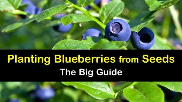 How to plant a blueberry seed