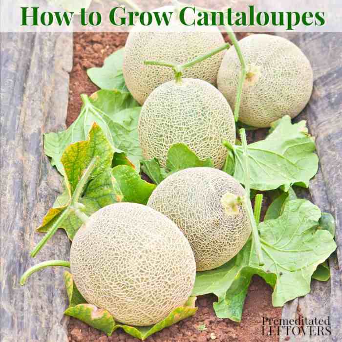 How do you plant cantaloupe seeds