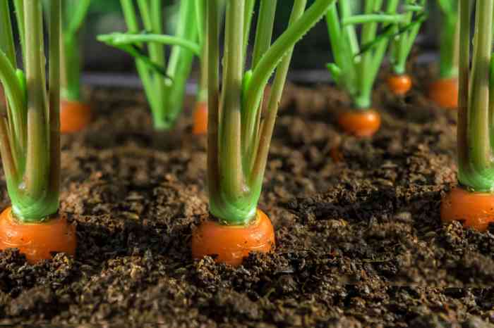 Carrots grow seed harvest