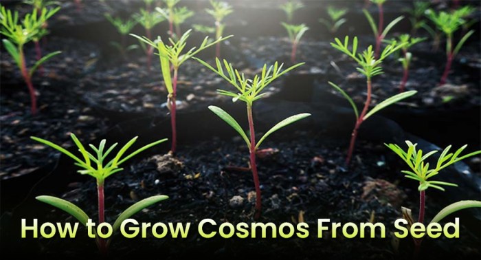 Cosmos seeds sow