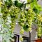 Can You Plant Grape Seeds? A Comprehensive Guide