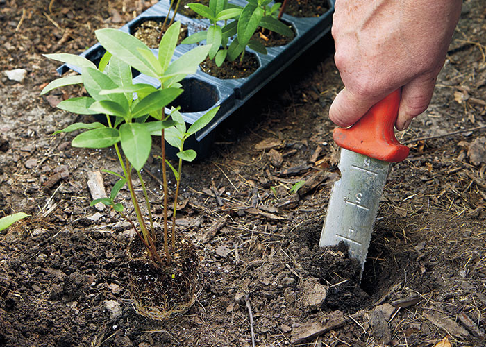 How plant milkweed seeds