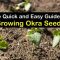 How Deep Do You Plant Okra Seeds?