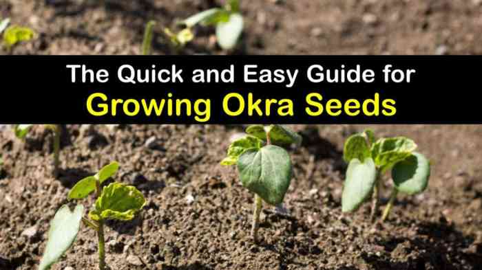 How deep do you plant okra seeds