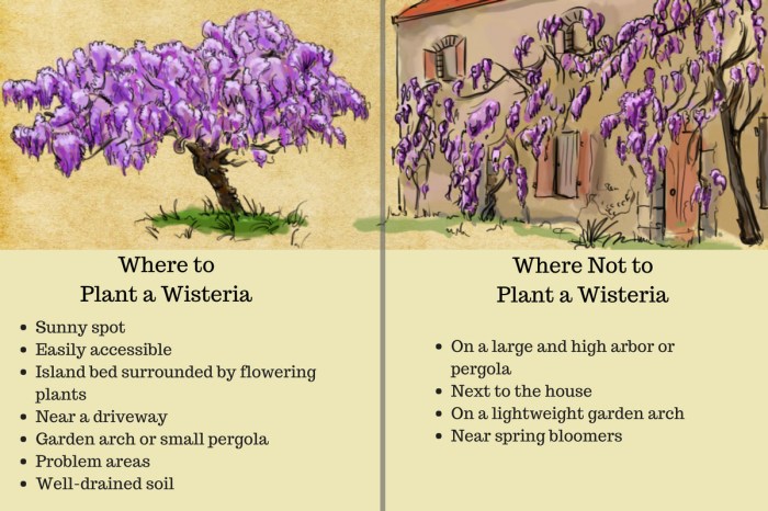 How do you plant wisteria seeds