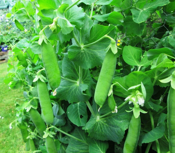 Peas grow seed garden