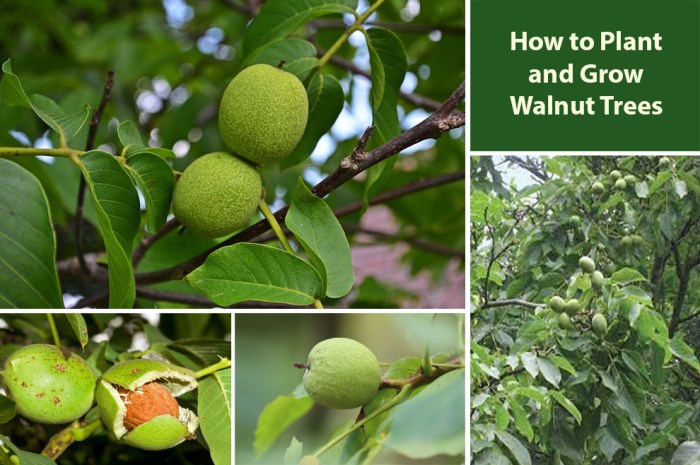 How to plant walnut seeds