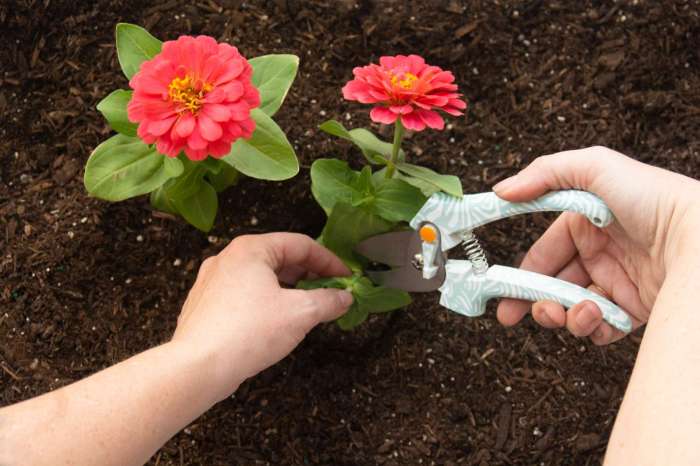 How deep to plant zinnia seeds