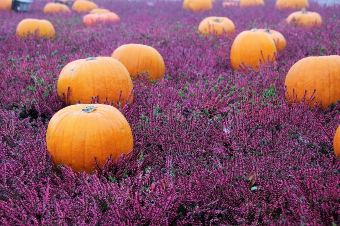 How do you save pumpkin seeds for planting