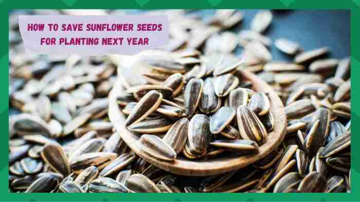 Seeds saving harvest helianthus cheerful annuus