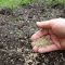 When to Plant Grass Seed in Wisconsin