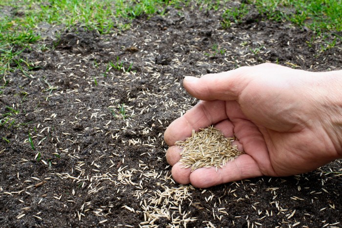 When to plant grass seed in wisconsin