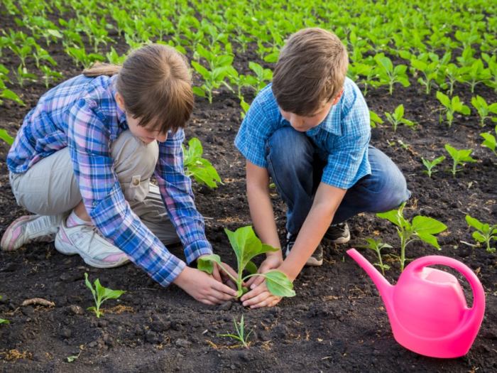 Is it too late to plant sunflower seeds