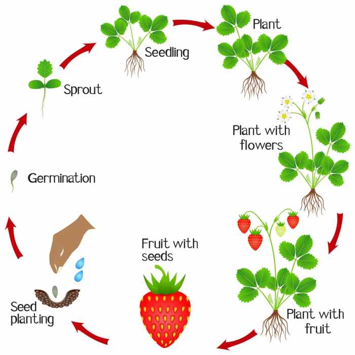 How to plant a strawberry seed