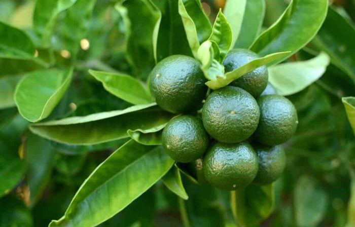 Limes grow growing lemons garden