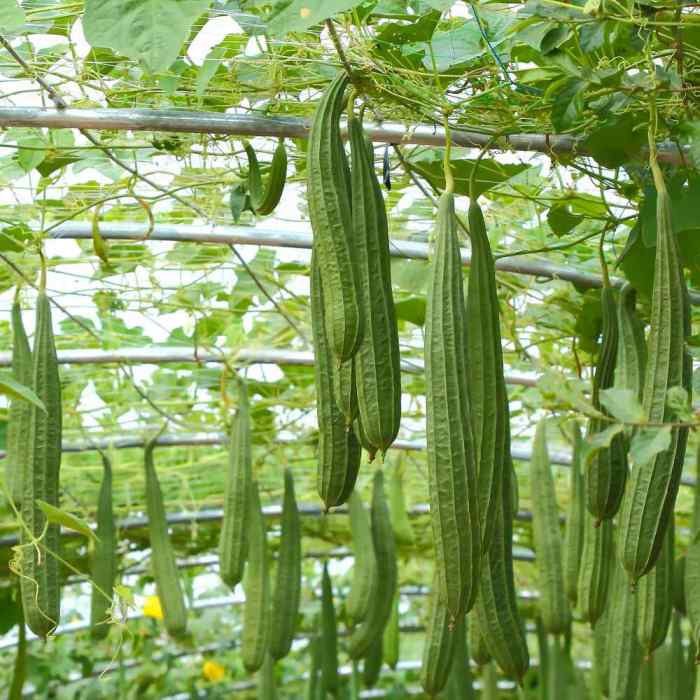 When to plant luffa seeds