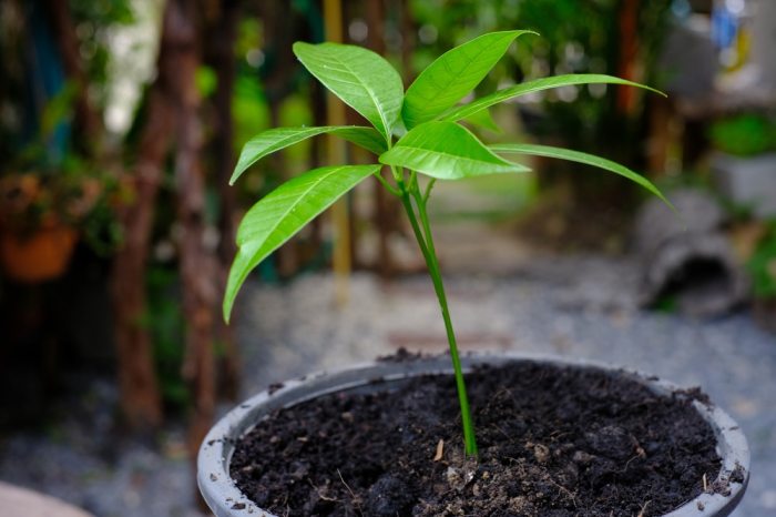 How to plant a mango seed in water