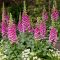 How to Plant Foxglove Seeds