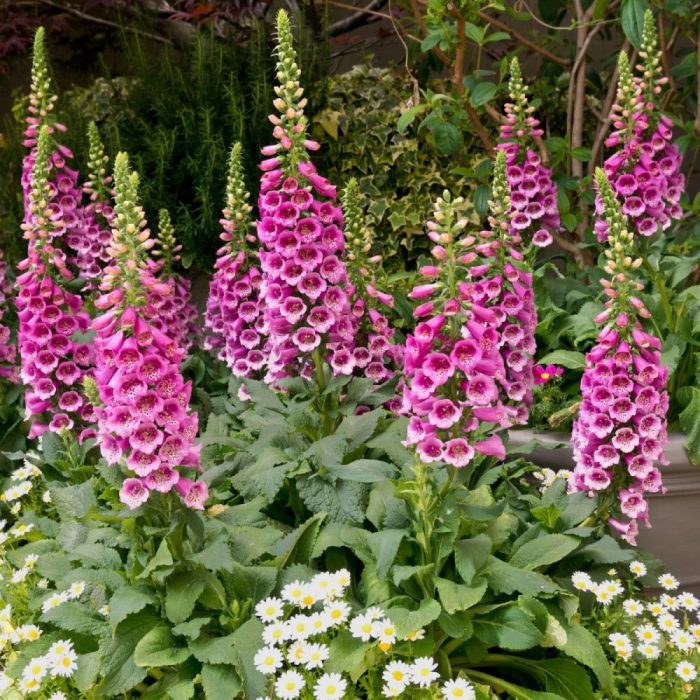 Foxglove sow foxgloves harvesting they pods sticking