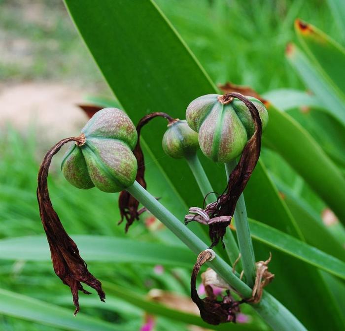 How to plant amaryllis seeds