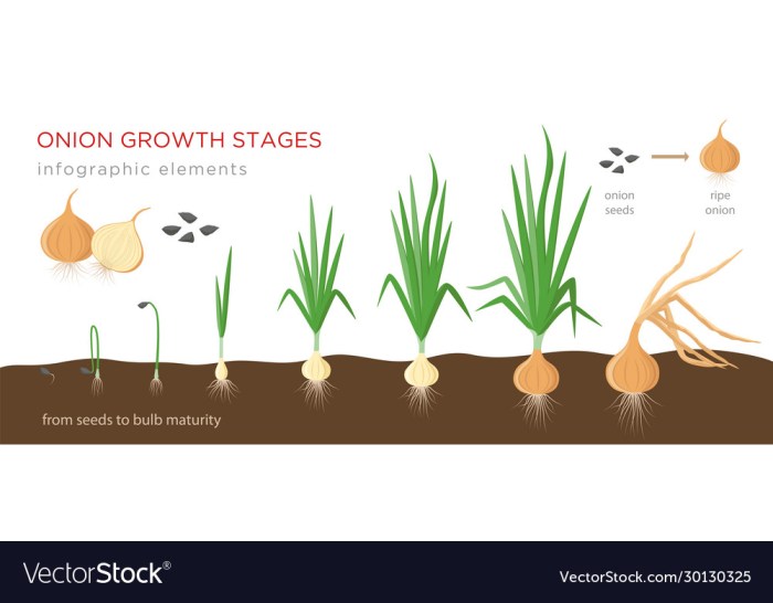 How to plant seed onions