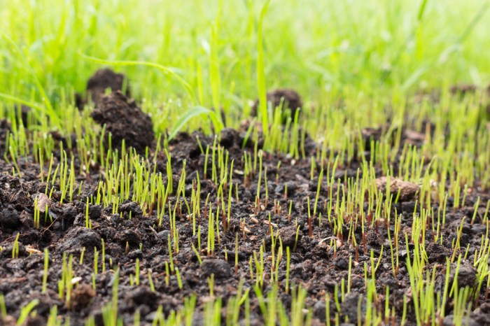 How to plant grass seed in existing lawn