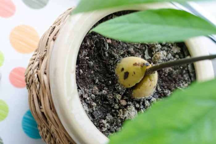 Avocado plant seedling