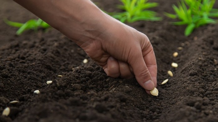 When to plant zucchini seeds