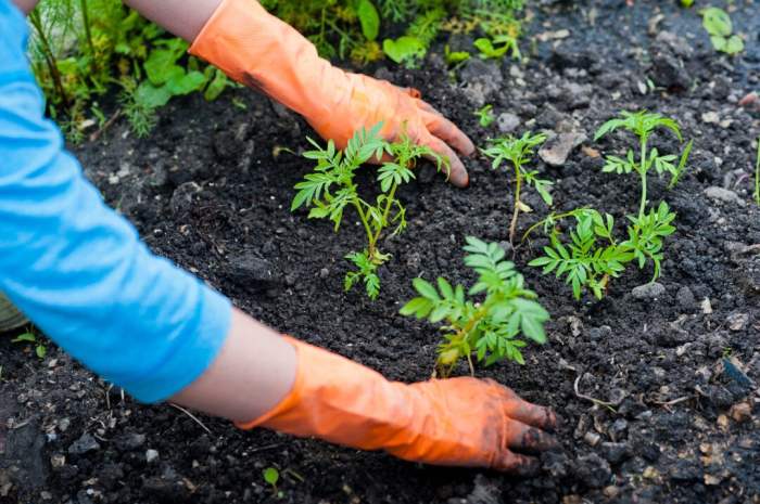 How to plant carrots from seeds