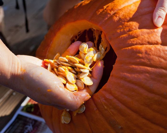 How to preserve pumpkin seeds for planting