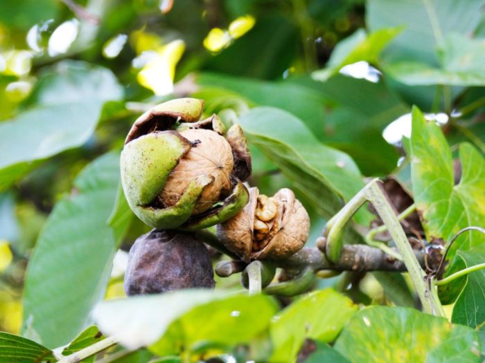 How to plant walnut seeds