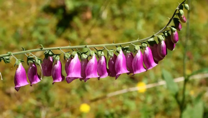 Sowing seed foxglove foxgloves