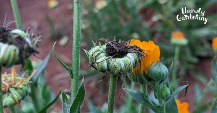 How to plant calendula seeds